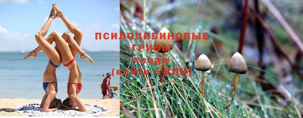 стаф Бородино